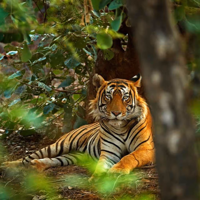 International Tiger Day