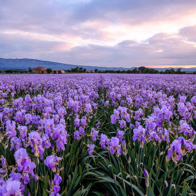 Iris Day