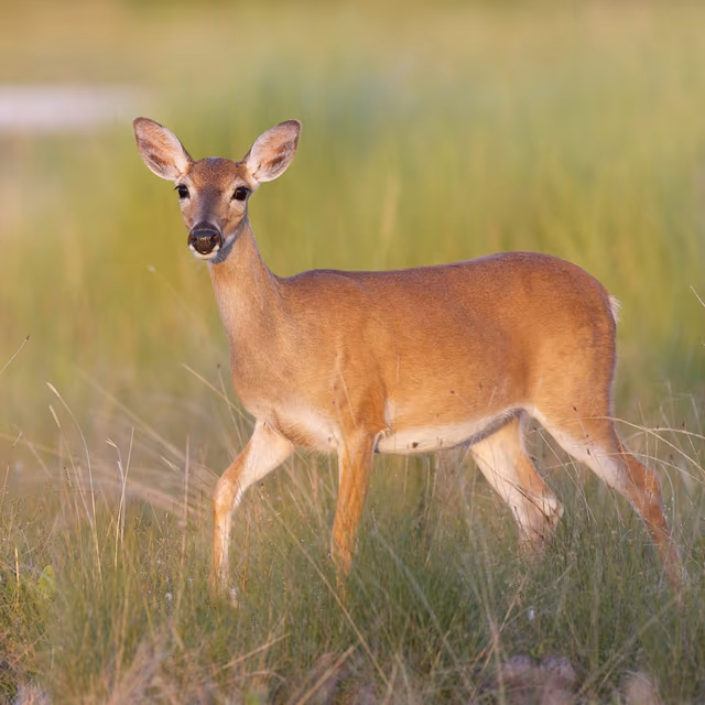 Key Deer Awareness Day