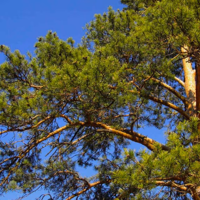 Look for an Evergreen Day