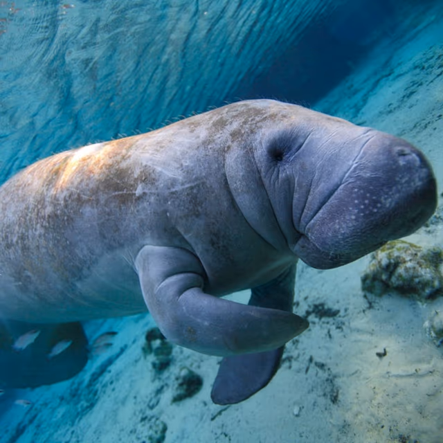 Manatee Appreciation Day