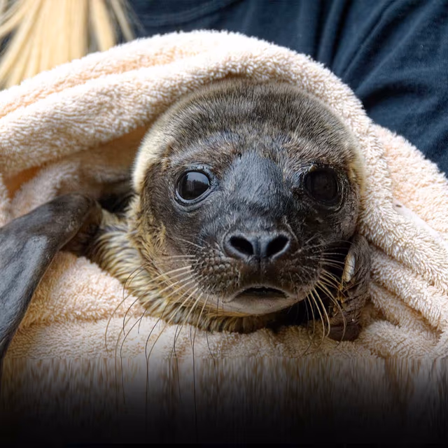Marine Mammal Rescue Day