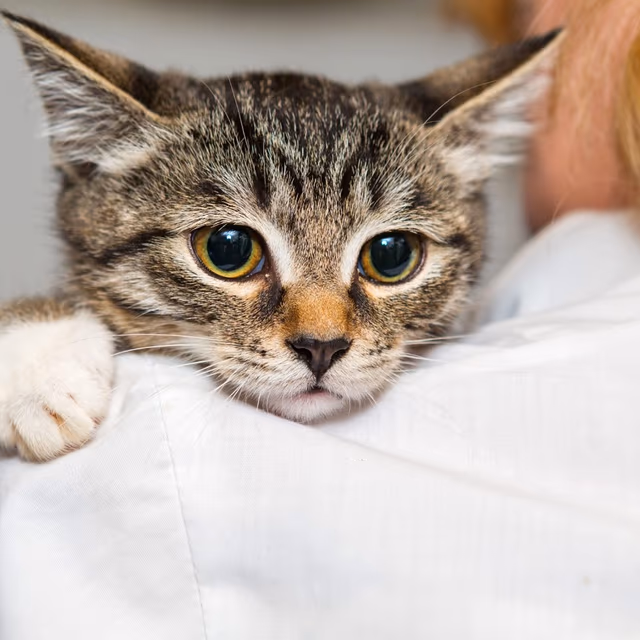 National Adopt A Cat Month