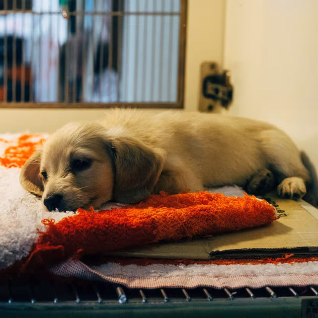 National Animal Shelter Appreciation Week