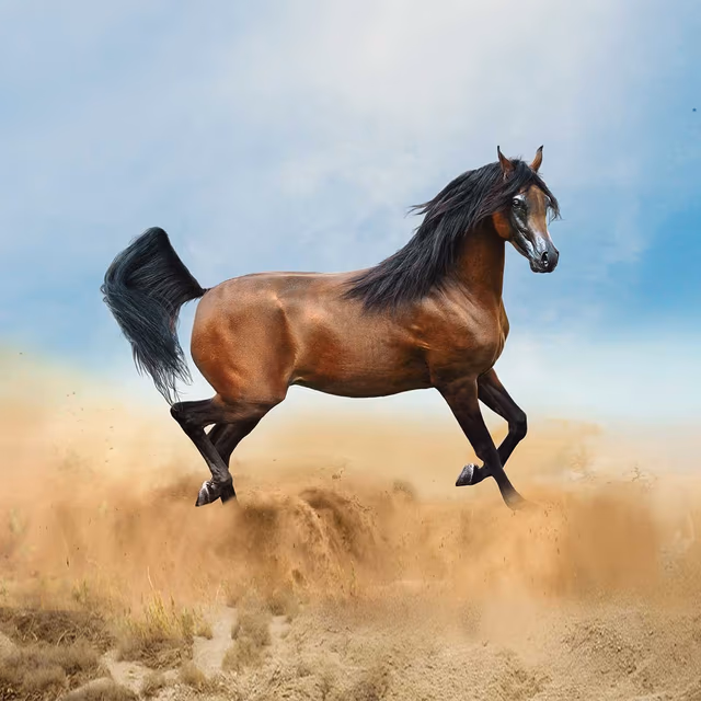 National Arabian Horse Day