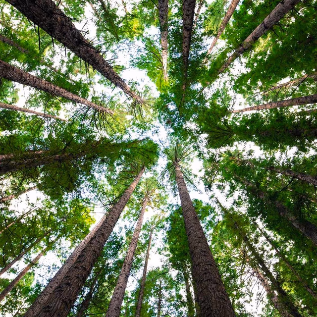 National Arbor Day