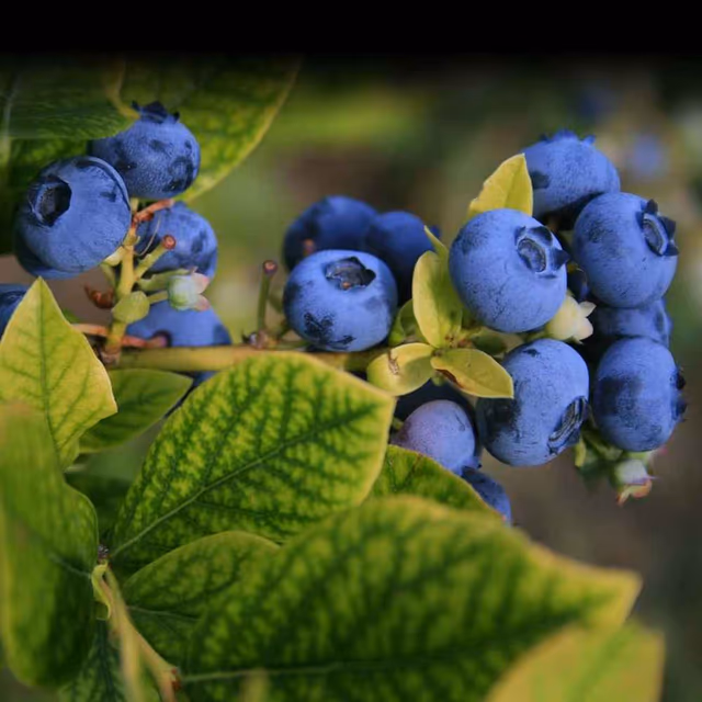 National Blueberry Day