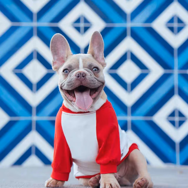 National Bulldogs Are Beautiful Day