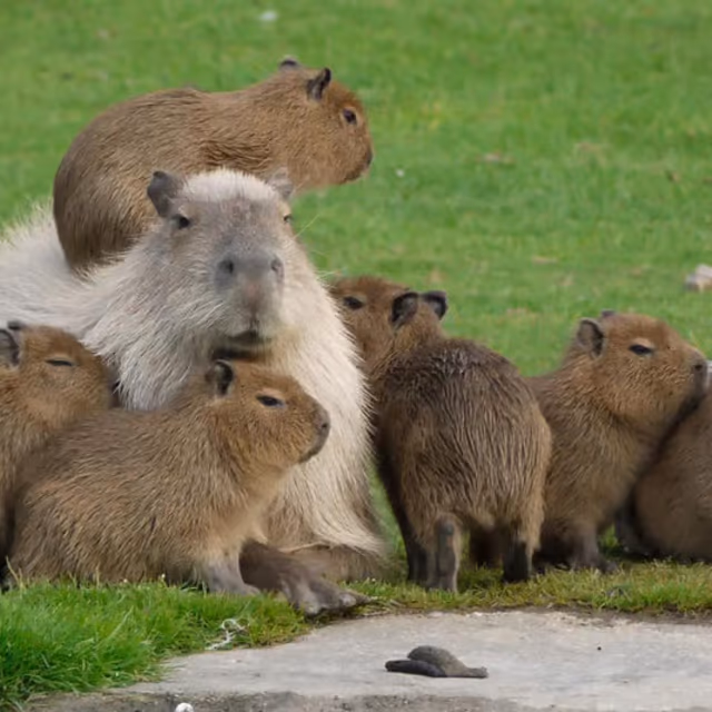 National Capybara Day