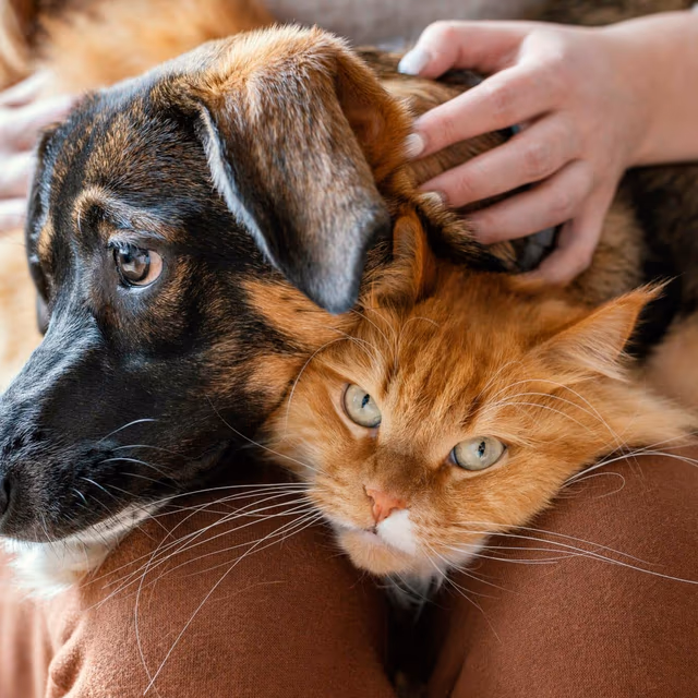 National Cat & Dog Gut Health Awareness Day
