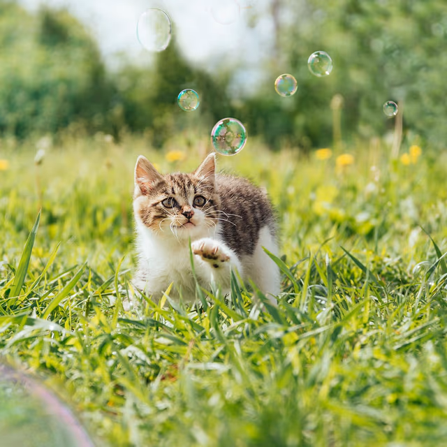National Cat Health Month
