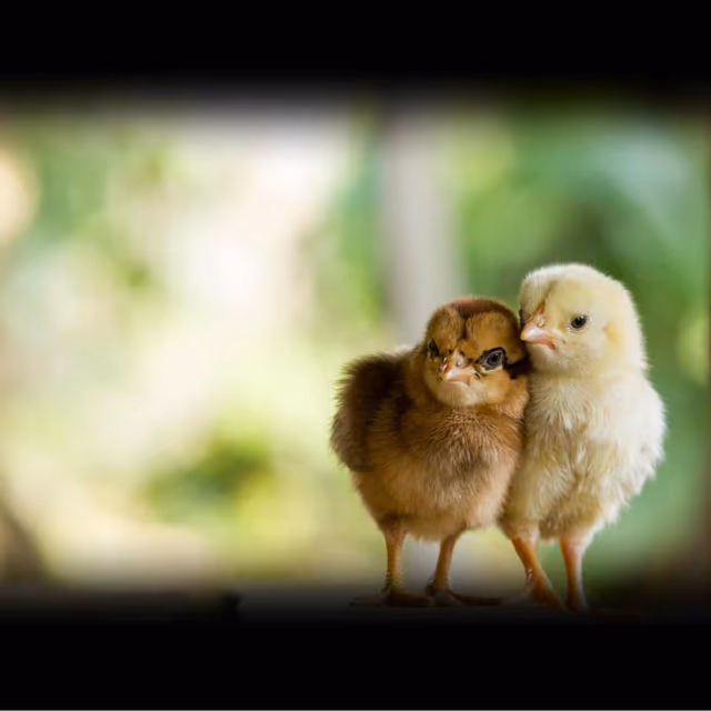 National Chicken Little Awareness Day