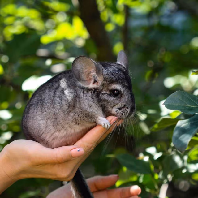 National Chinchilla Day