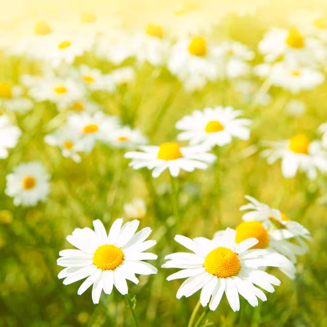 National Daisy Day