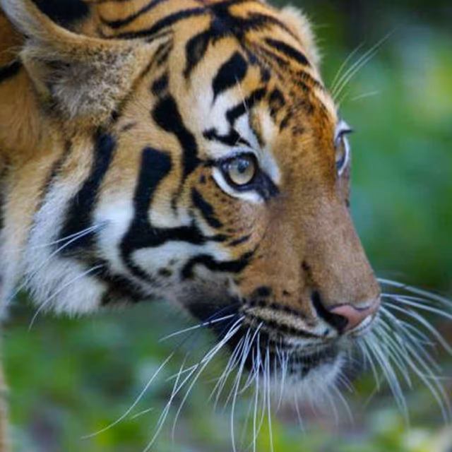National Endangered Species Day