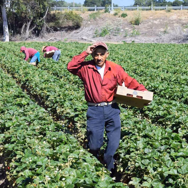 National Farm Workers Day
