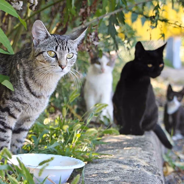National Feral Cat Day
