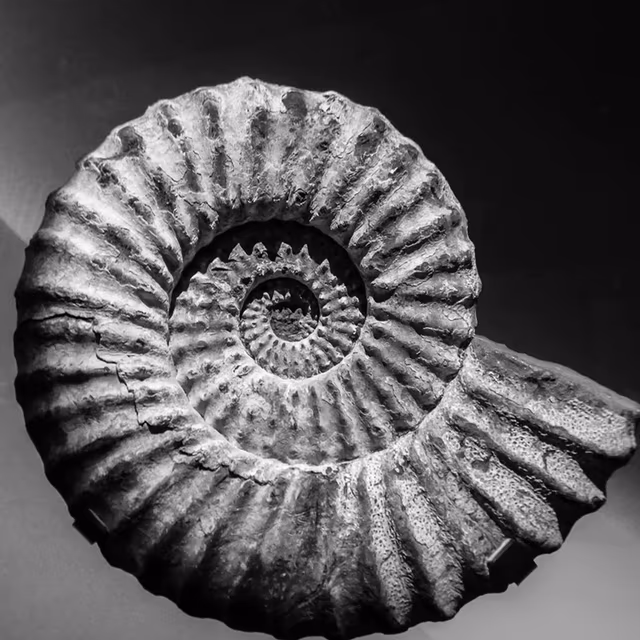 National Fossil Day