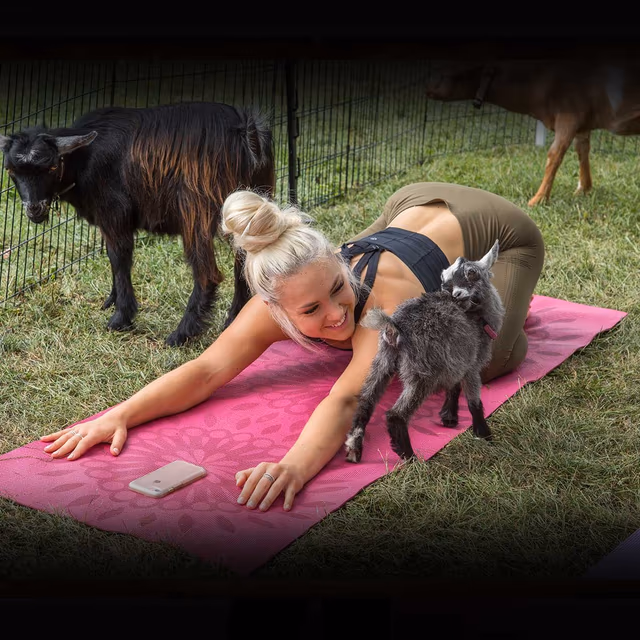 National Goat Yoga Month