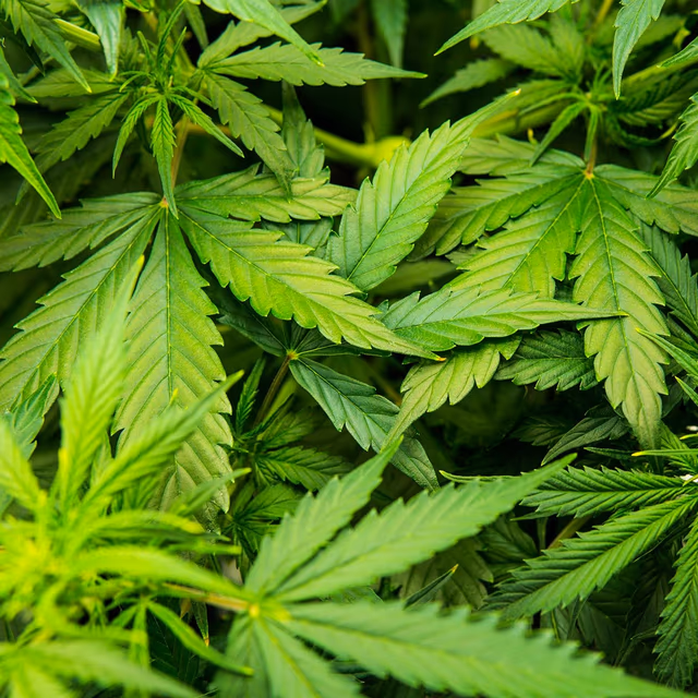 National Hemp Day