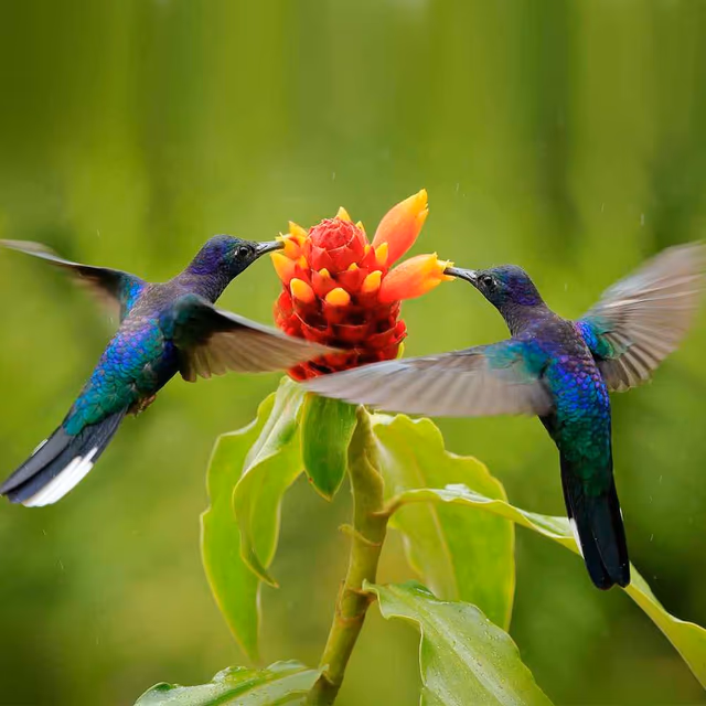 National Hummingbird Day