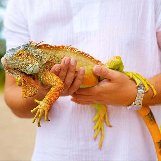 National Iguana Awareness Day