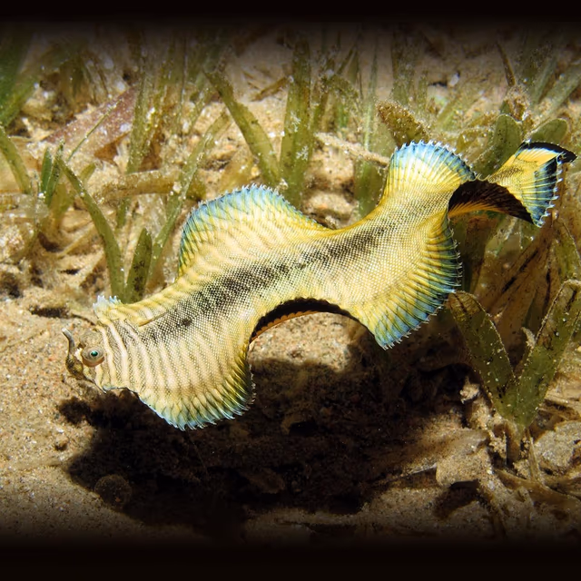 National Invasive Species Awareness Week