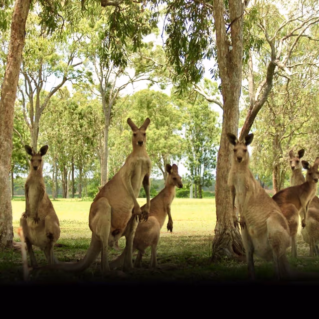 National Kangaroo Awareness Day