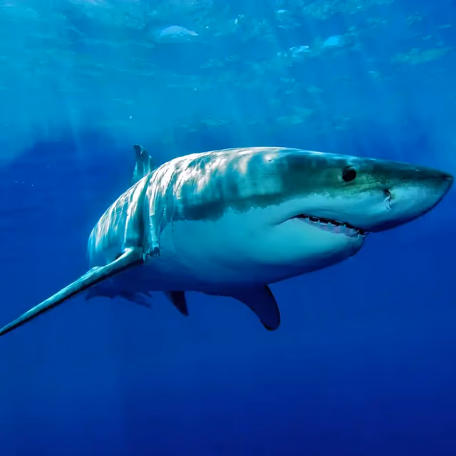 National Megalodon Day