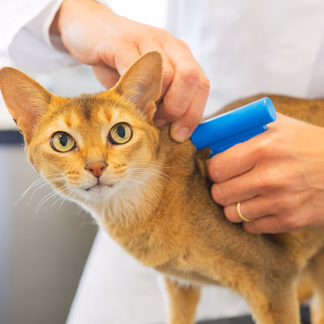 National Microchipping Month