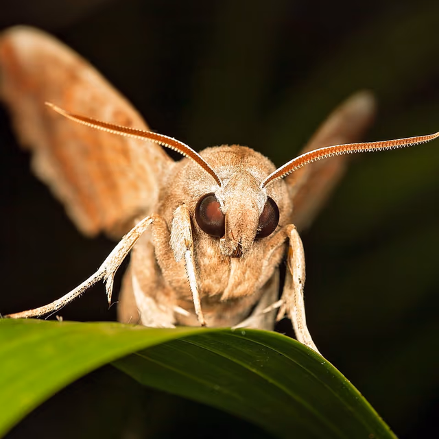 National Moth Week