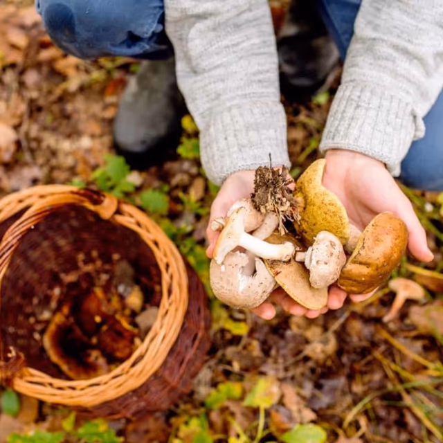 National Mushroom Hunting Day