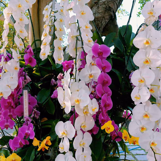 National Orchid Day