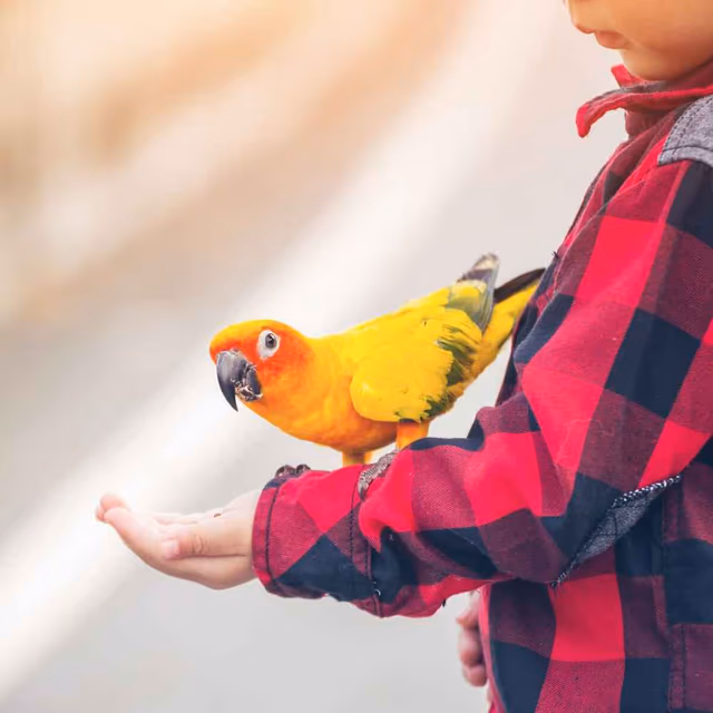 National Pet Bird Day