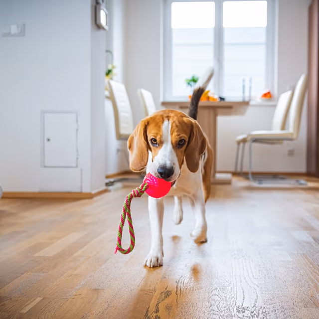 National Pet Choking Prevention Day