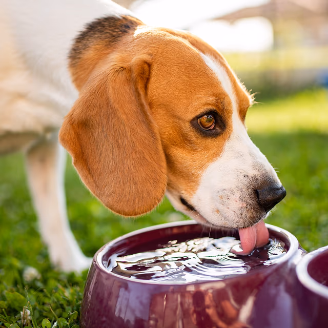 National Pet Hydration Awareness Month