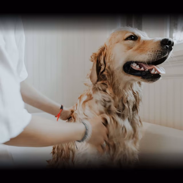 National Pet Insurance Month