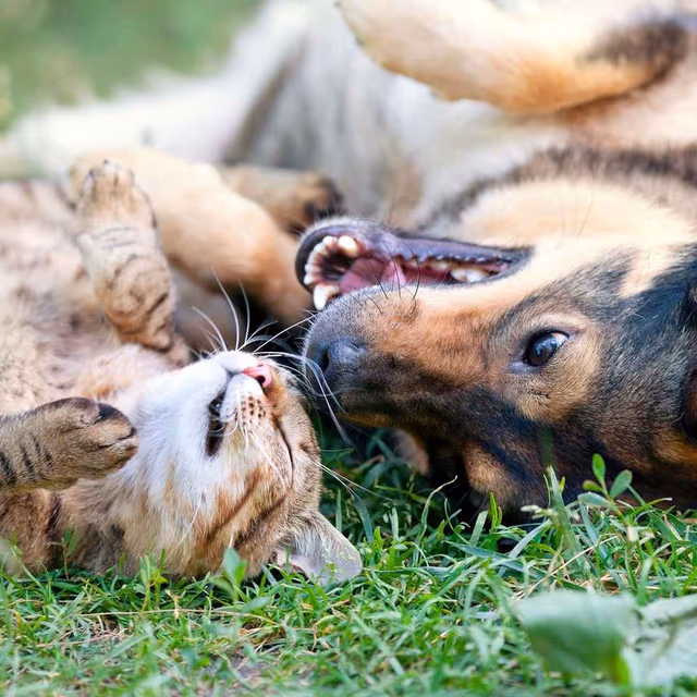 National Pet Month