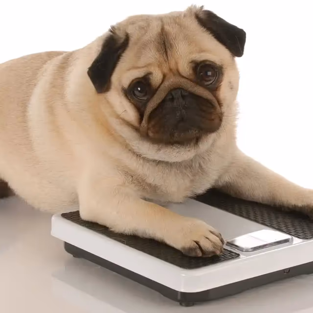 National Pet Obesity Day
