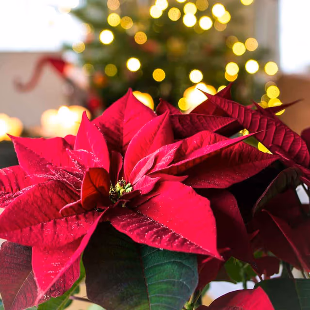 ​National Poinsettia Day