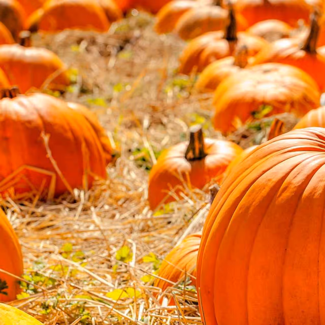 National Pumpkin Day