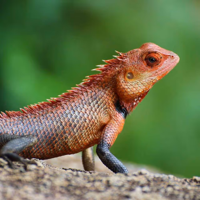 National Reptile Awareness Day