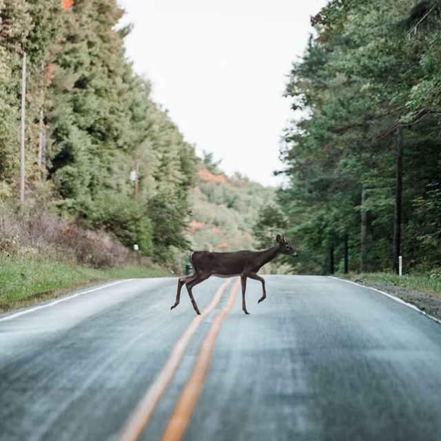 National Roadkill Day
