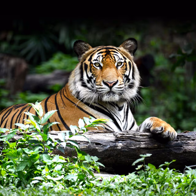 National Save a Tiger Month