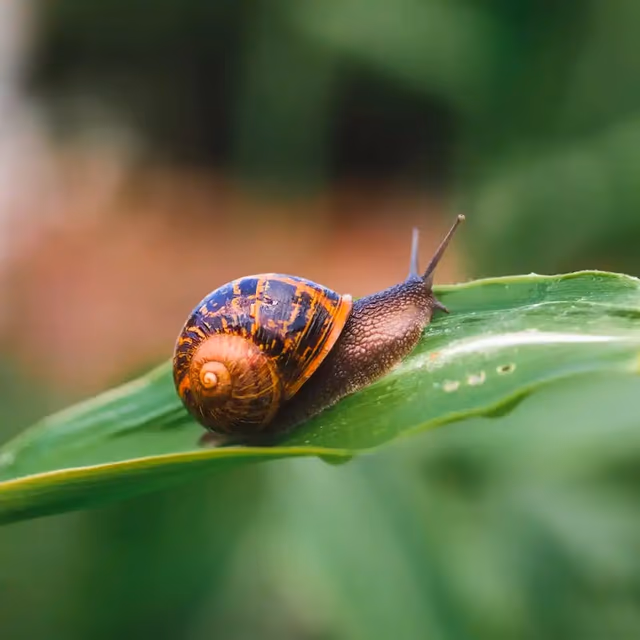 National Snail Day