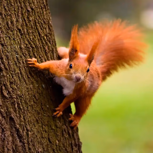 National Squirrel Appreciation Day