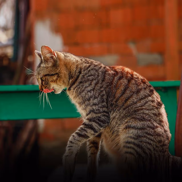 National Tabby Day