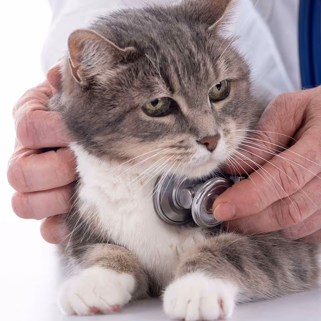 National Take Your Cat to the Vet Day