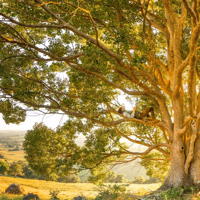 National Tree Week