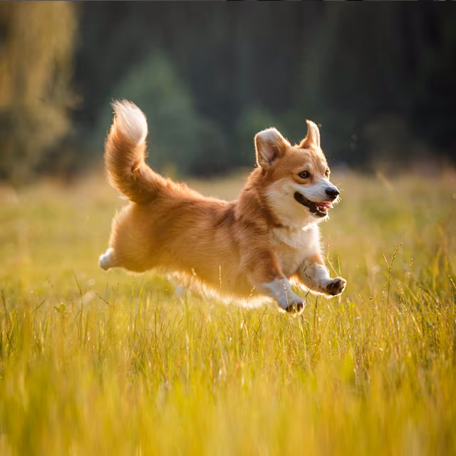 National Welsh Corgi Day
